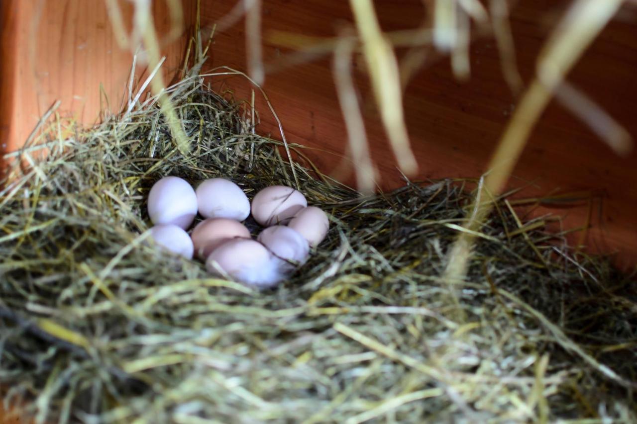 Zakatek Szczescia Eko Agroturystyka Kiwity Kültér fotó